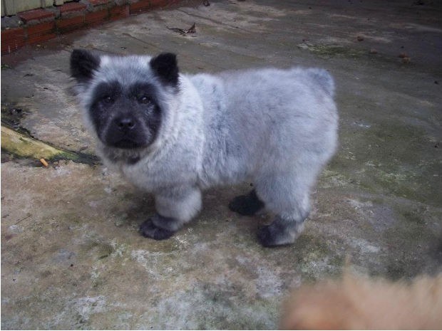 CACHORRO PANDA