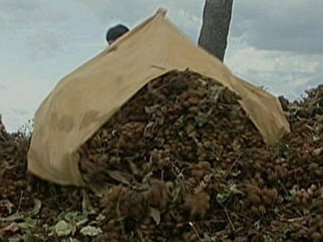 Maior produtor de urucum em RO, corumbiara vai colher safra recorde este ano