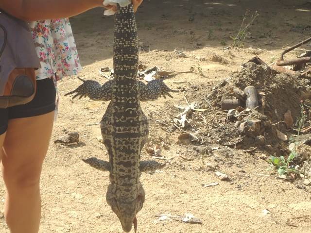 Lagarto ataca aposentada de 80 anos em Vilhena; bombeiros são mobilizados