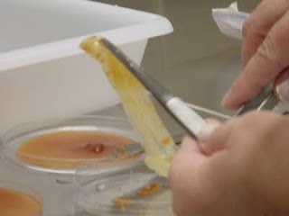Empresa indeniza mulher que encontrou preservativo aberto em extrato de tomate