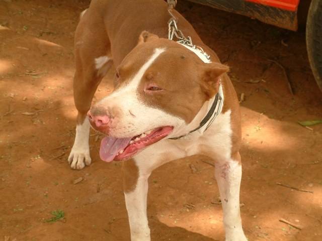 MENINO DE 15 ANOS MATA PITT BULL A FACADAS