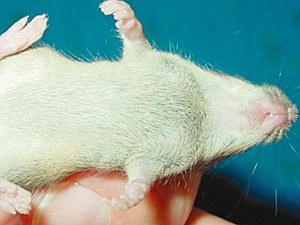 FERTILIDADE 