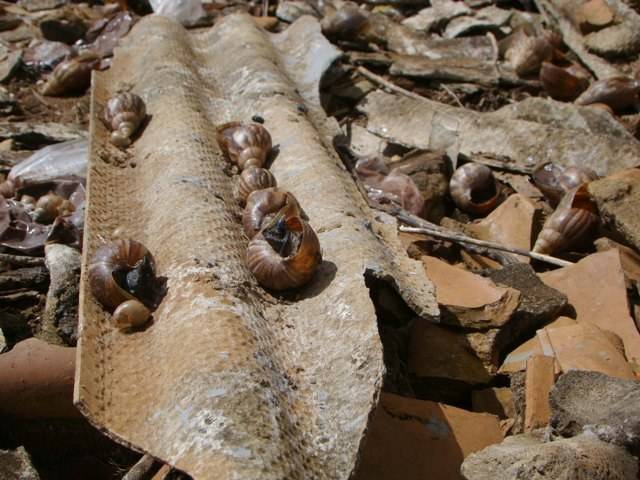 CARAMUJOS AFRICANOS ATACAM ATÉ NO CENTRO