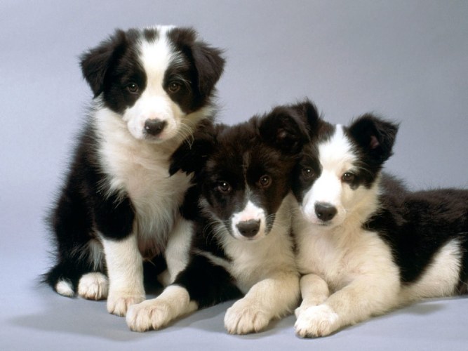 CACHORRADA EM VILHENA