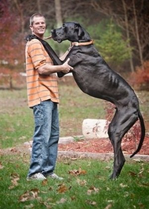 CACHORRO GRANDE