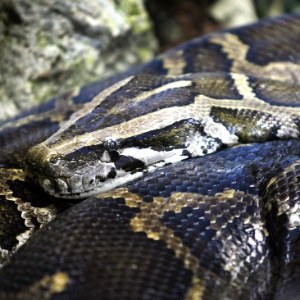 PERIGOSA VINGANÇA