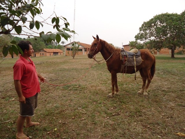 Tufão: caseiro adota cavalo abandonado por fazendeiro em Cerejeiras