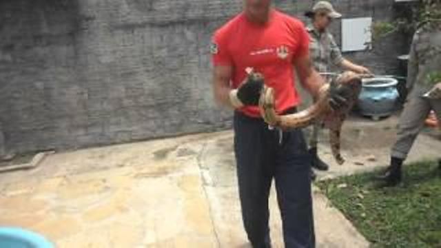 Jibóia ataca criança de 6 anos em Vilhena; veja em vídeo a ação dos bombeiros