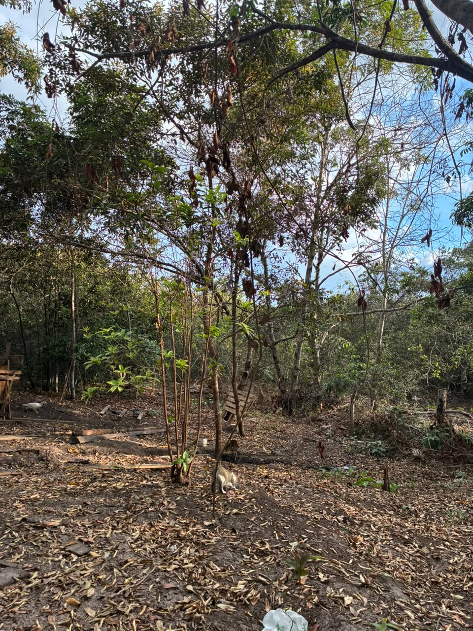 Vendo uma chacara Tamanho da chácara 17 m de frente x 70 d fundos  Medida total de 1.190 m   Não tem rio, Não tem benfeitoria, água da rua, ao lado da reserva, tem árvores, não tem plantações Fica 3 km da cidade, condomínio acarini divisa com a paz ambien