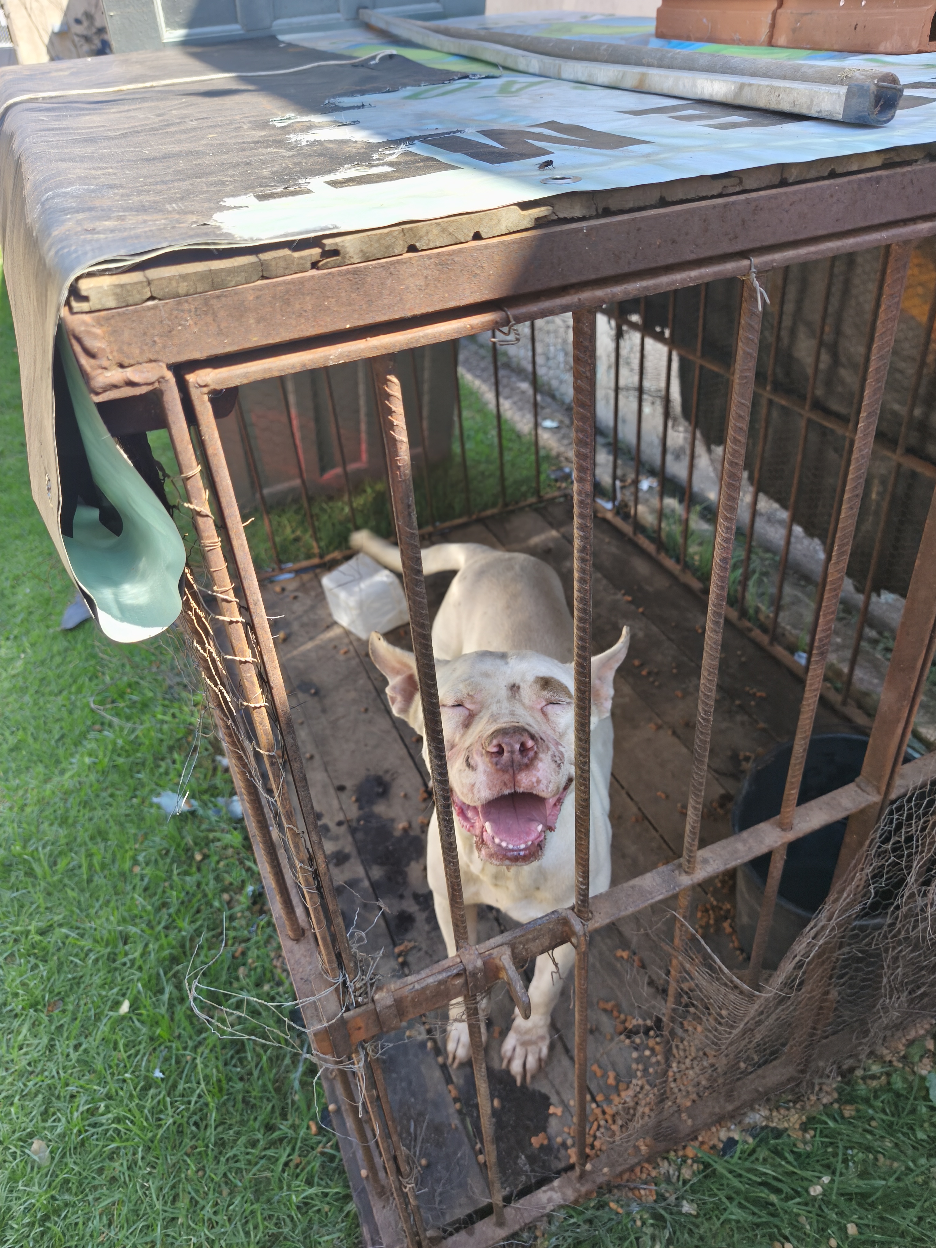 Cachorra femea para adoção esta na secretaria do meio ambiente - foto 2