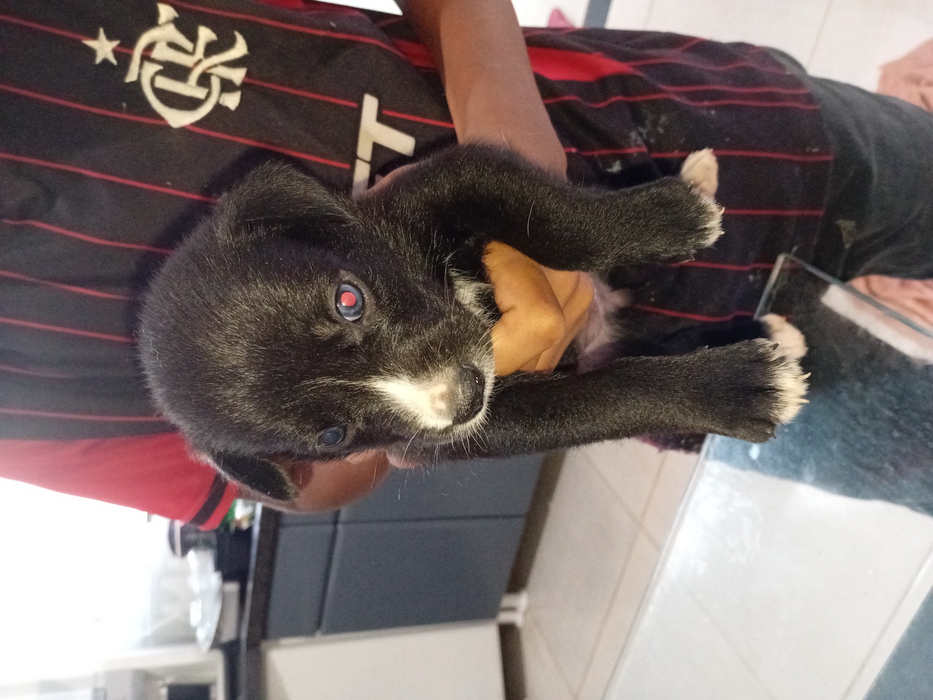 Doação de filhotes cachorro médio porte - foto 3