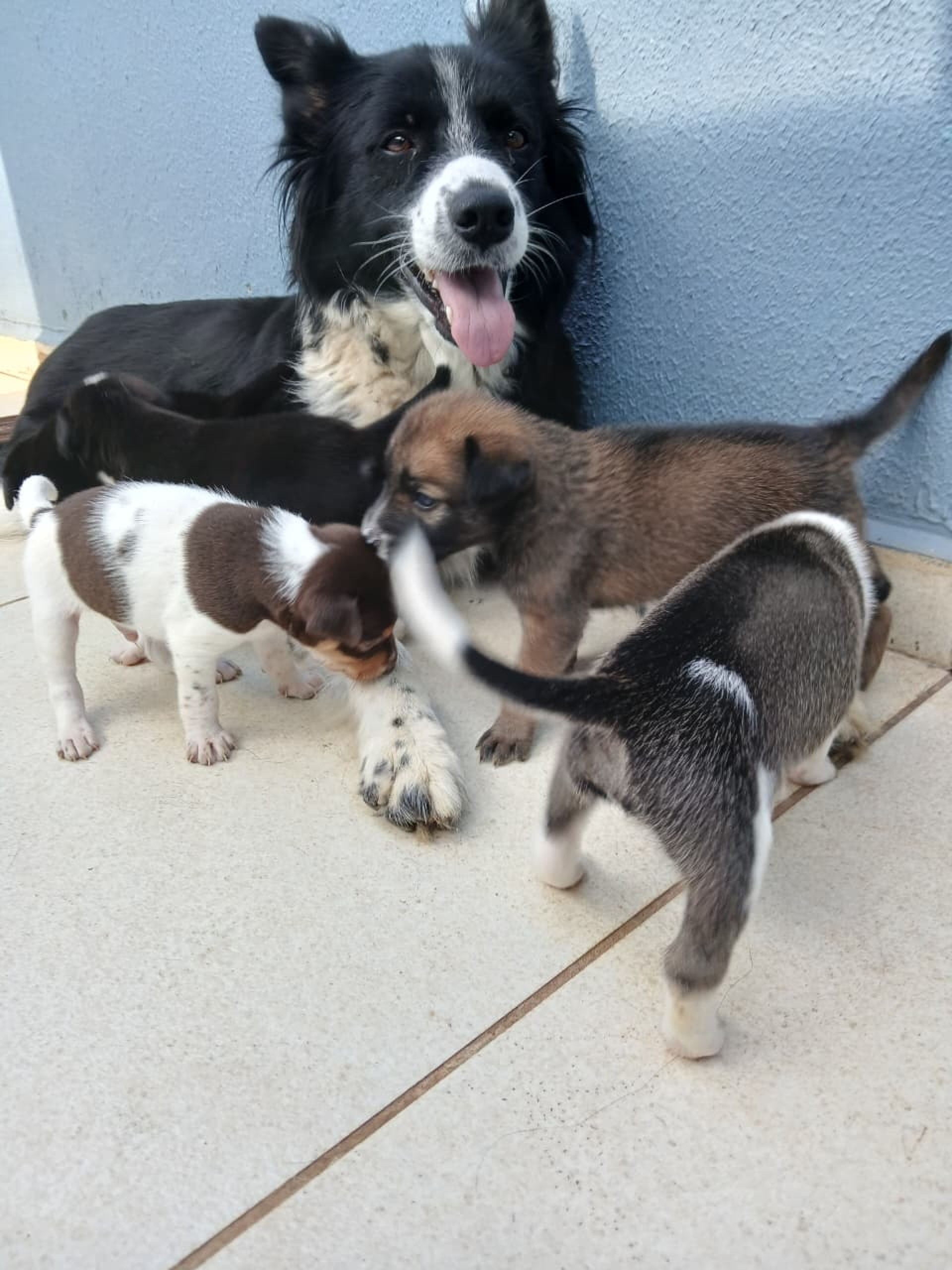 Doação de filhotes cachorro médio porte