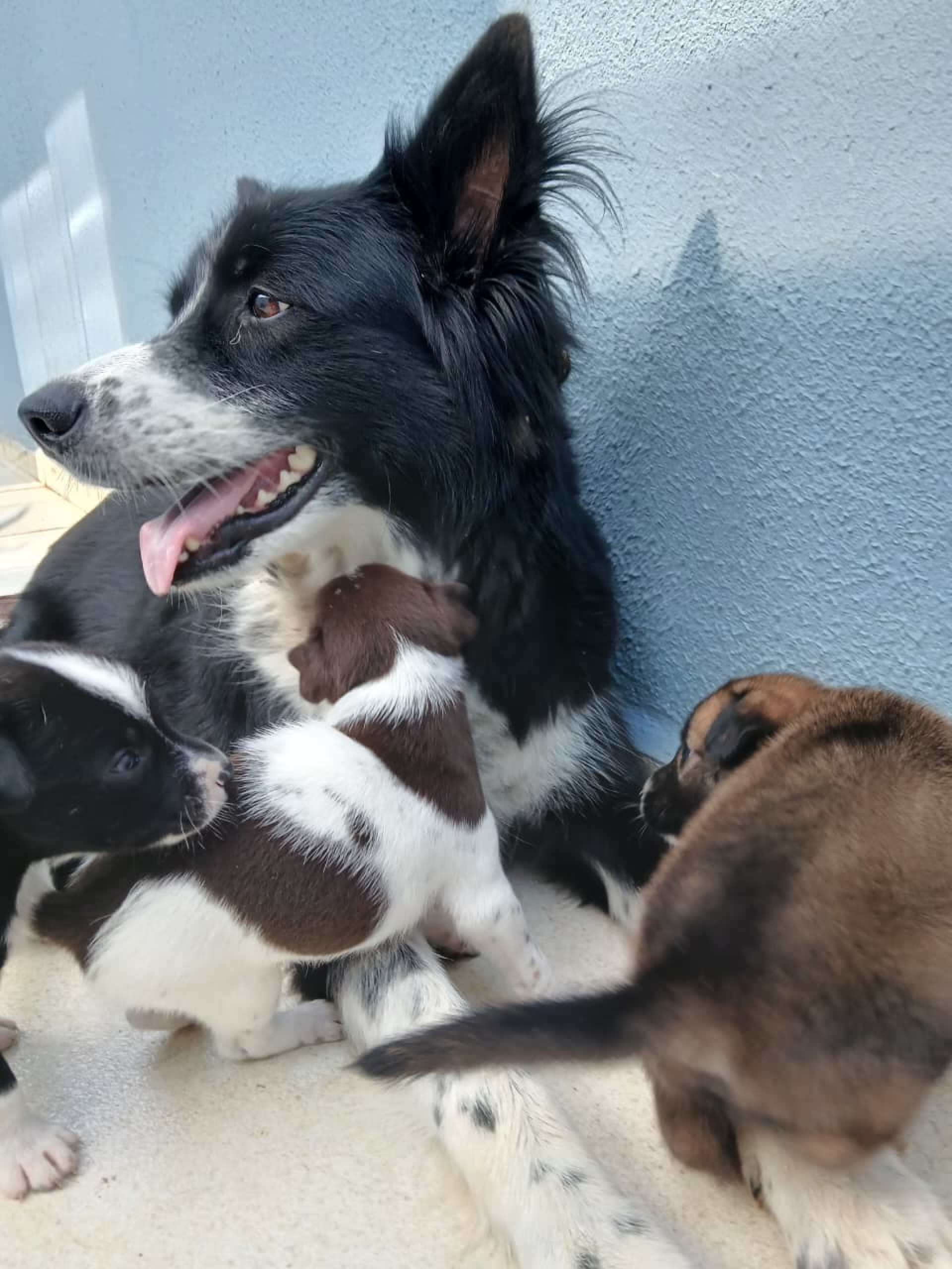Doação de filhotes cachorro médio porte - foto 2