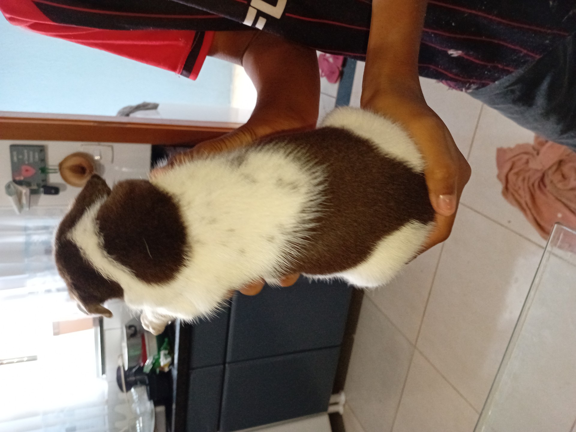 Doação de filhotes cachorro médio porte - foto 4
