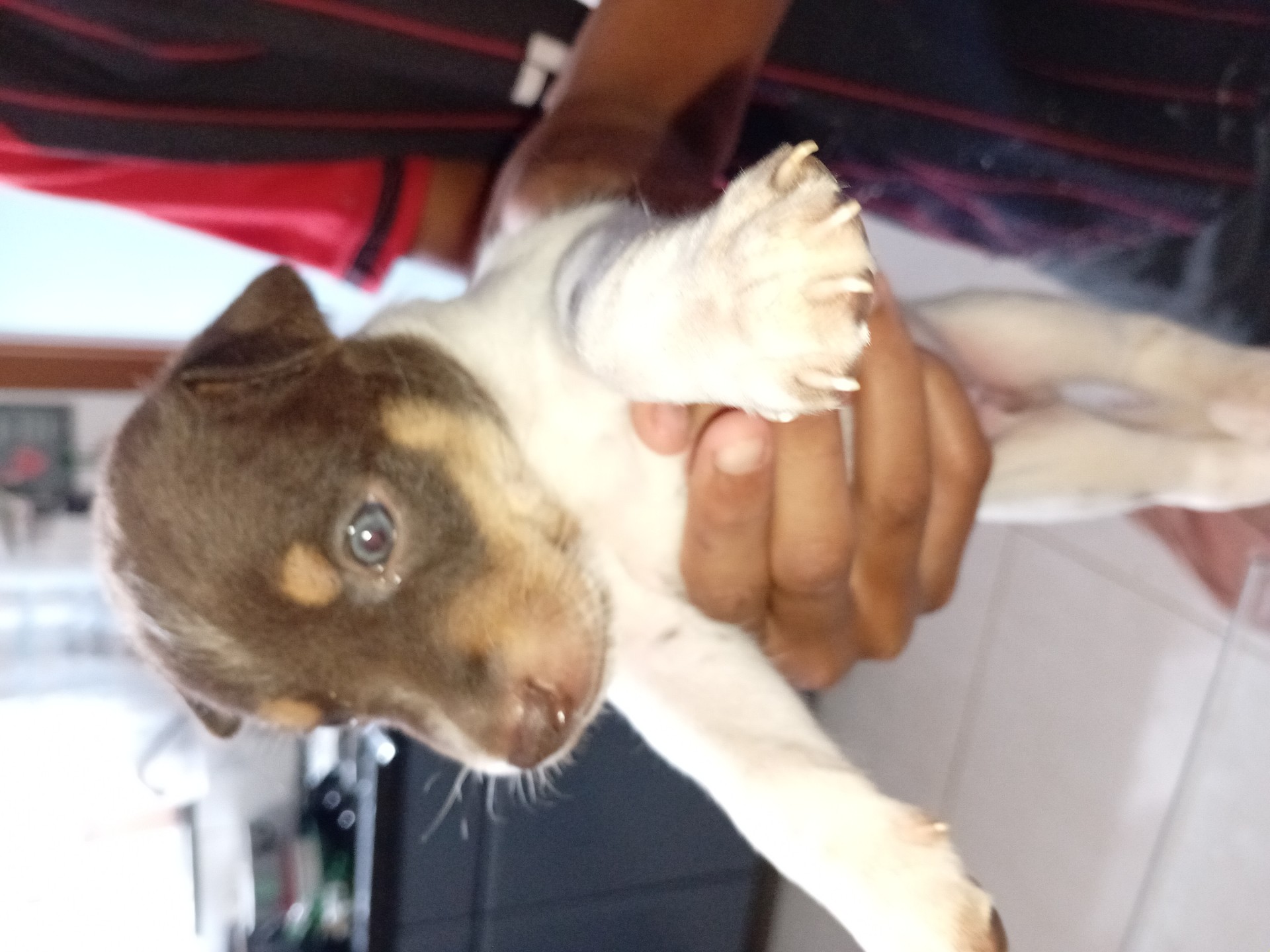 Doação de filhotes cachorro médio porte - foto 5