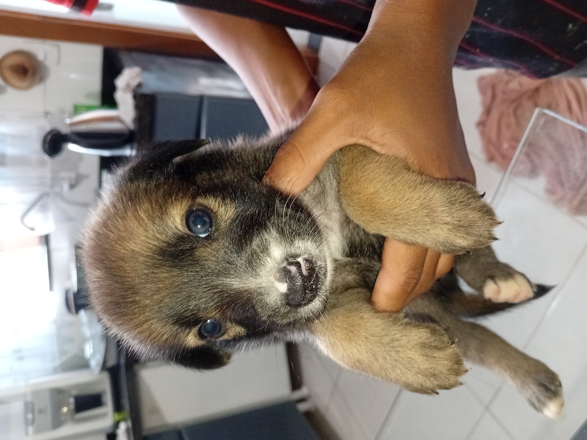 Doação de filhotes cachorro médio porte - foto 6