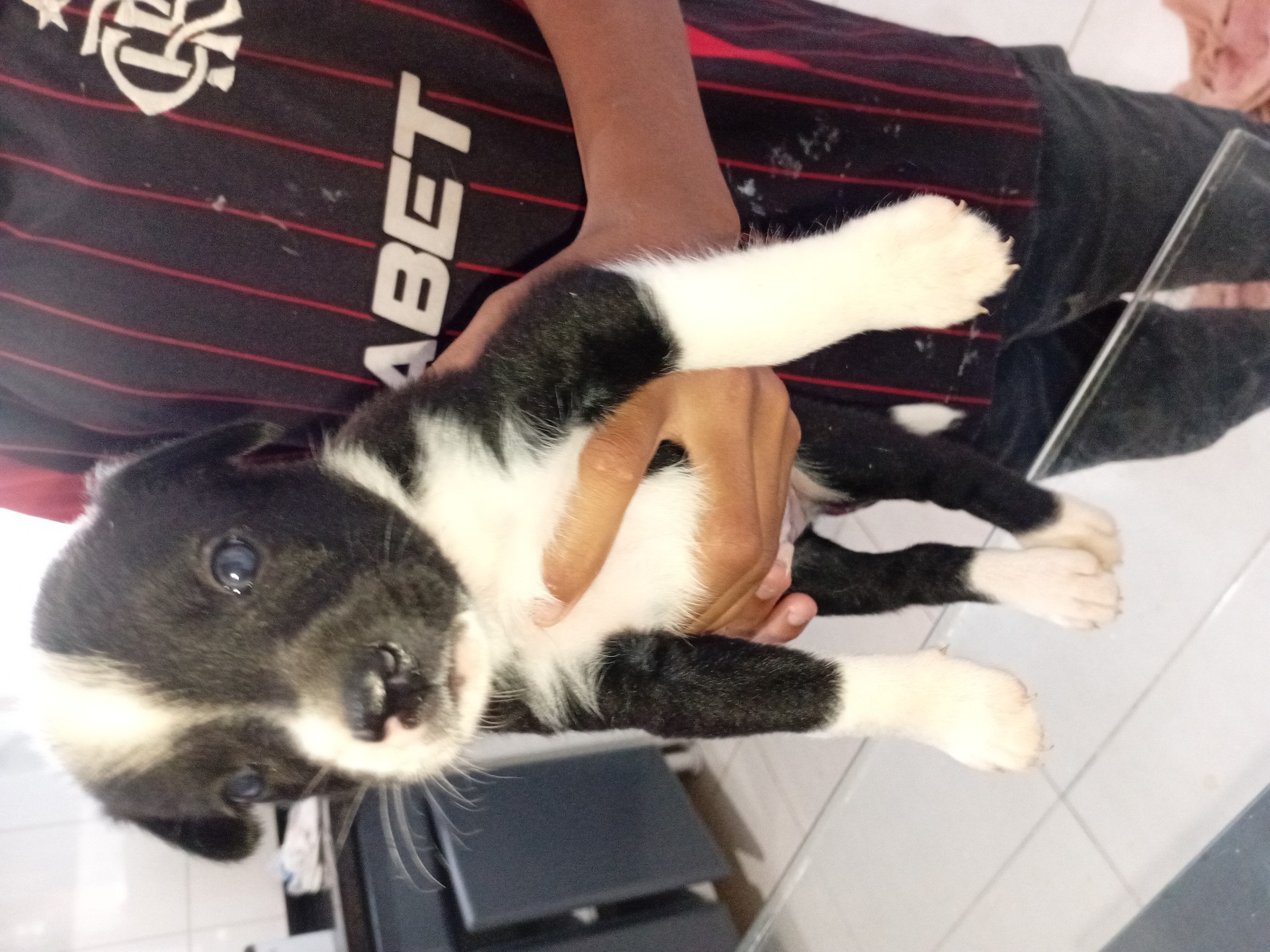 Doação de filhotes cachorro médio porte - foto 7